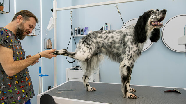 At a pet grooming salon, a middle-aged male groomer is trimming the fur of an adorable English Setter dog with scissors