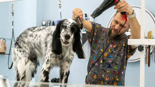 At a pet grooming salon, a middle-aged male groomer is brushing the fur of an adorable English Setter dog