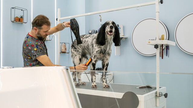 At a pet grooming salon, a middle-aged male groomer is brushing the fur of an adorable English Setter dog