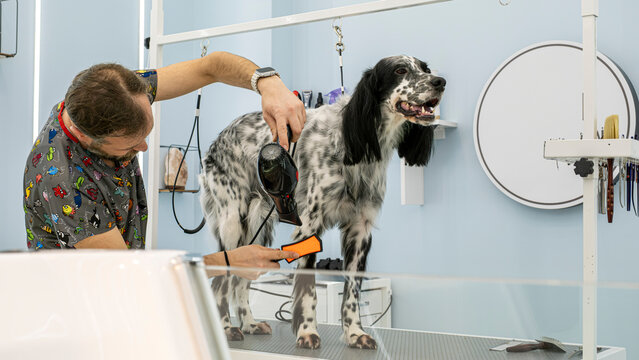 At a pet grooming salon, a middle-aged male groomer is brushing the fur of an adorable English Setter dog