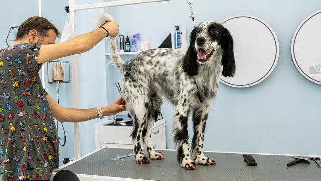 At a pet grooming salon, a middle-aged male groomer is trimming the fur of an adorable English Setter dog with scissors
