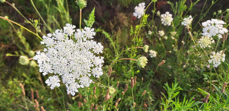 The daucus or visnaga plant blooms with white flowers in a clearing. Panorama.