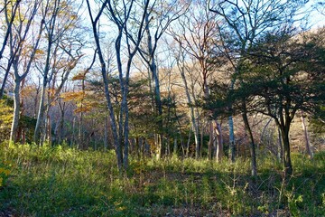 秋の雑木林の風景　午後の光