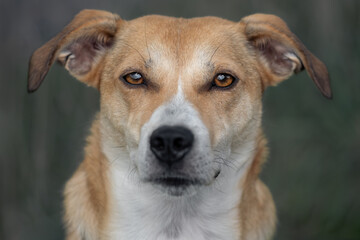 Portrait Of A Cute Dog Labrador Beagle Mix