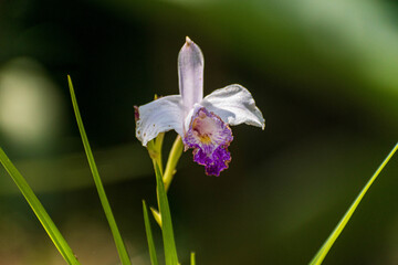 Orquídea hermosa 