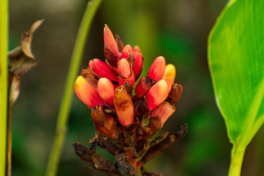 orquidea naranja