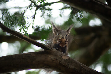 Ardilla comiendo una Nuez