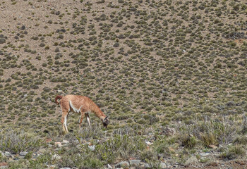 Un guanaco (Lama guanicoe), pastando en la montaña.