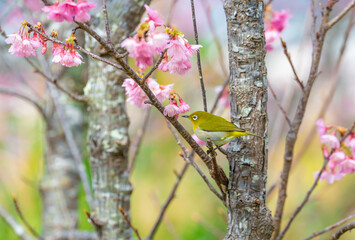 メジロと緋寒桜
