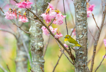 メジロと緋寒桜