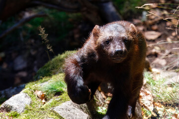 Obraz premium A Wolverine Running through the Landscape