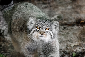 Portrait of a Pallas’s Cat