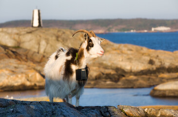 Goat on Summer Grazing at Smalsund on Herfol Island in Hvaler, Norway