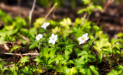 Detail from a Field of Wood Anemones (Anemonoides Nemorosa) at Springtime