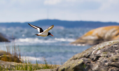 A Flying Eurasian Oystercatcher at Beautiful Herfol Island in Hvaler, Norway