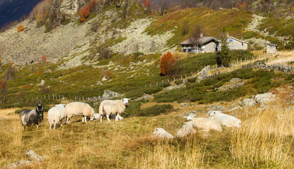Sheep Grazing at Stro in Vestre Slidre Municipality, Norway