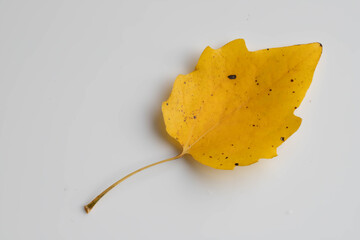 A yellow leaf on a white background