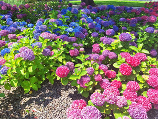 The blue and pink flower hydrangea macrophylla or hydrangea ardorescens bloom in the flowerbed in...