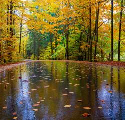 Niesamowity, bukowy las jesienią 2025