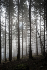 tree trunks in autumn fog