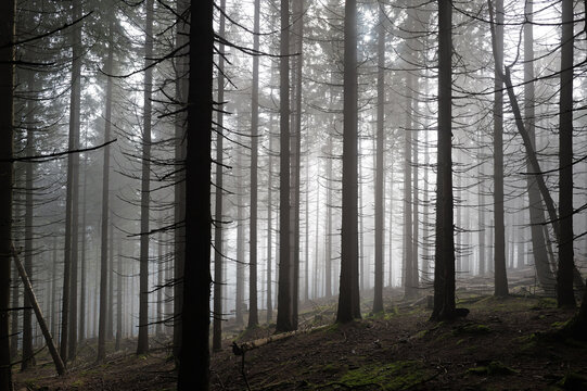 tree trunks in autumn fog