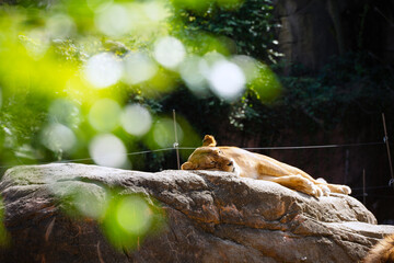 天王寺動物園の動物