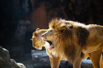 天王寺動物園の動物