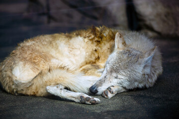天王寺動物園の動物