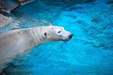 天王寺動物園の動物