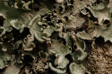 macro nature