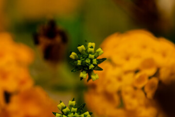 flor