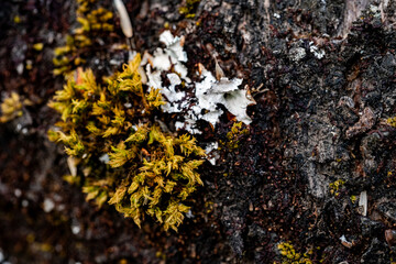 texture macro