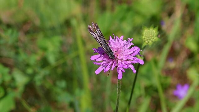 melanargia galathea the marbled white butterfly on a scabiosa blossom