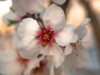 Almond tree floor in spring