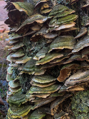 a mushroom on the bark of an old tree in the forest