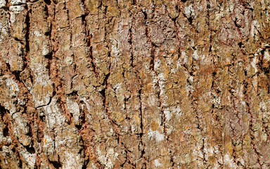 Rough reddish-brown tree bark with white and yellow lichen patches, creating a detailed natural grunge background texture in bright sunlight