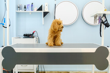 The adorable pose of a Poodle dog at a pet grooming salon
