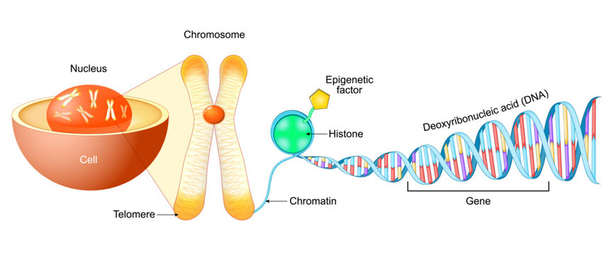 Cell Structure. Gene, DNA and Chromosome