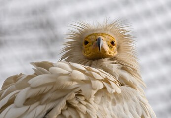 Egyptian vulture
