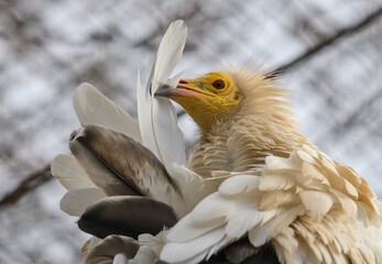 Egyptian vulture
