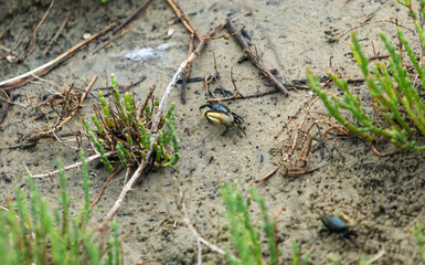 Fiddler Crab on Sandy Beach with Coastal Vegetation on Georgia Atlantic Coast, USA