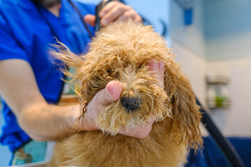 At a pet grooming salon, a middle-aged male groomer is drying the fur of an adorable Poodle dog with a blow dryer