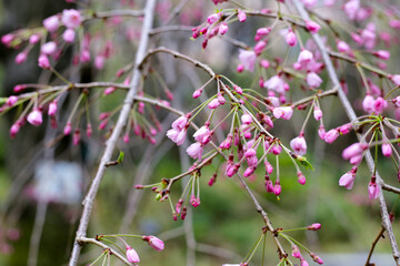 Branches of sakura flowers, cherry blossom