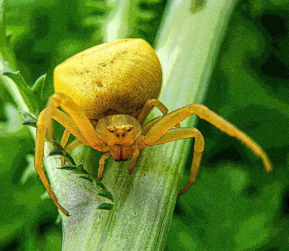 aranha