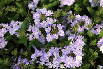 Clusters of light purple and white Verbena flowers blooming