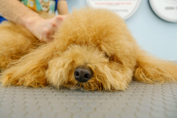 At a pet grooming salon, a middle-aged male groomer is brushing the fur of an adorable Poodle dog