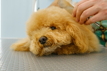 At a pet grooming salon, a middle-aged male groomer is brushing the fur of an adorable Poodle dog