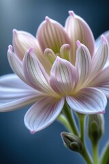 Fototapeta premium close up of a white flower