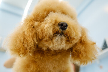 The adorable pose of a Poodle dog at a pet grooming salon