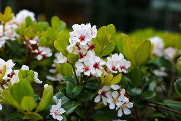 Snow White Indian Hawthorn (Rhaphiolepis indica) in full bloom